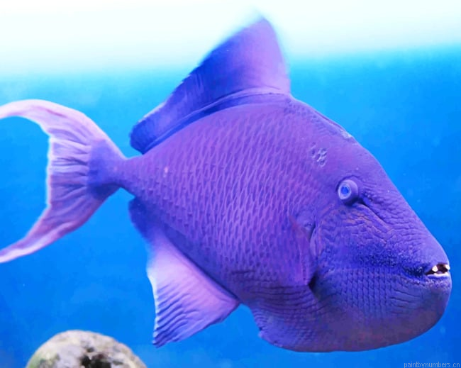 Purple Triggerfish Painting By Numberss.png