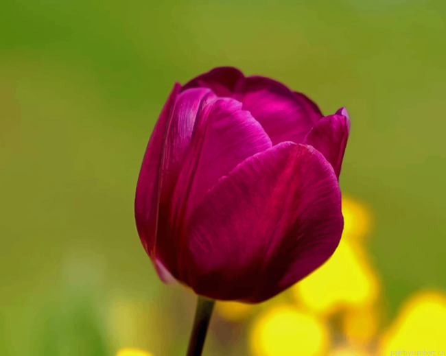 Purple Tulip Flower Flowers Painting By Numberss.png