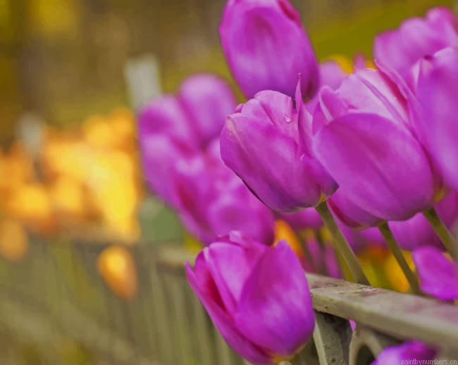 Purple Tulips Blooms Flowers Painting By Numberss.png