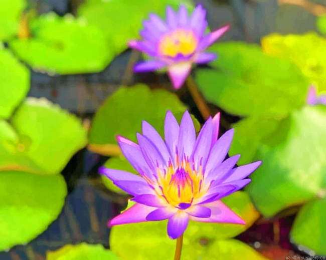 Purple Water Lilies Painting By Numberss.png