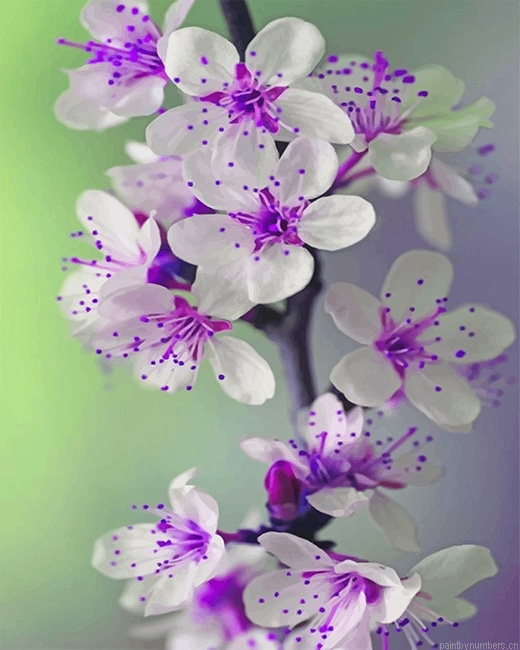 Purple White Orchid Plants Painting By Numberss.png