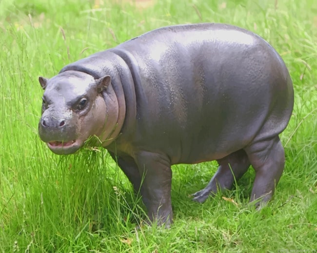 Pygmy Hippopotamus Animal Painting By Numberss.png