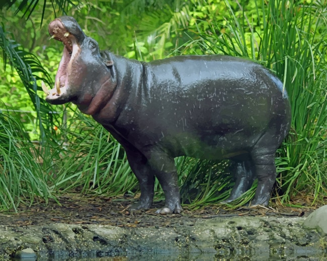 Pygmy Hippopotamus With Opened Mouth Animals Painting By Numberss.png