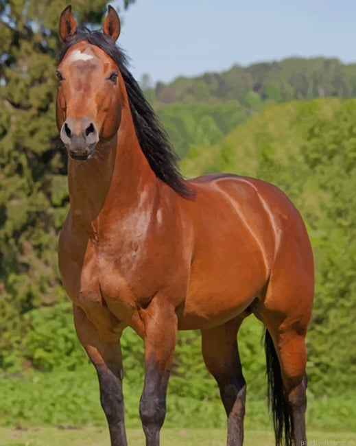 Quarter Horse Animals Painting By Numberss.png