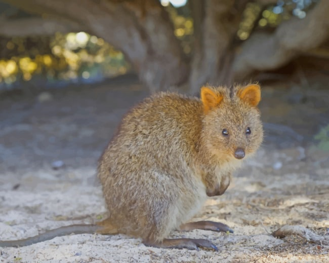 Quokka Animal In Sand Painting By Numberss.png