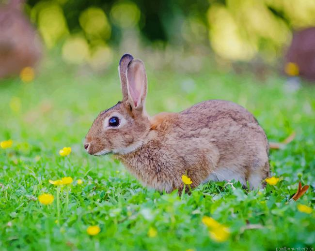 Rabbit In Garden Animals Painting By Numbers.png