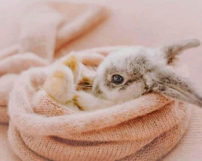 Rabbit Napping Animals Painting By Numberss.png
