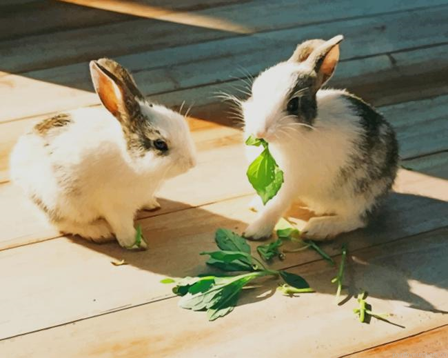 Rabbits Eating Herbs Animals Painting By Numberss.png
