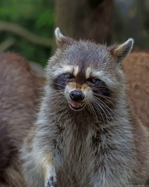 Raccoon Animal Painting By Numberss.png