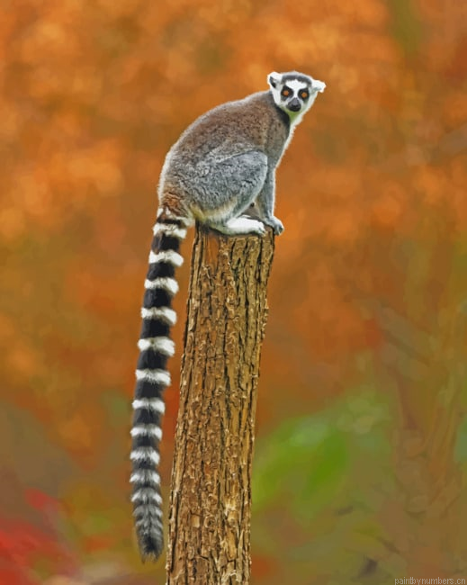 Raccoon Animal With Big Tail Painting By Numberss.png