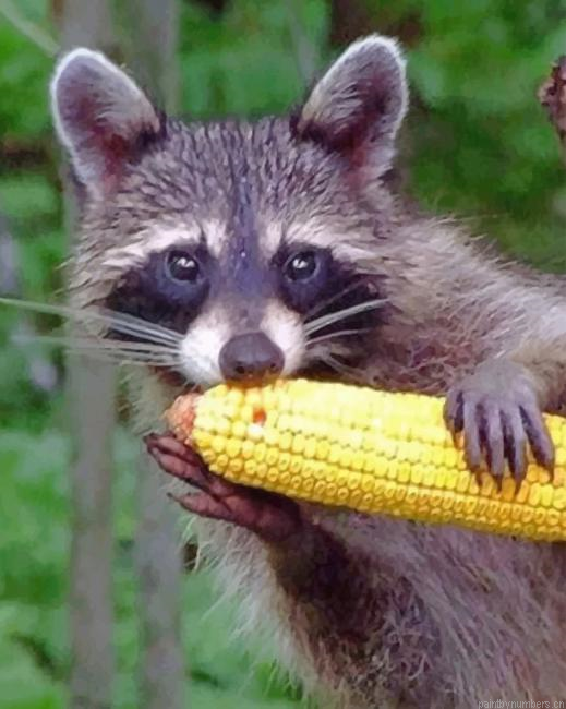 Raccoon Eating Corn Animals Painting By Numberss.png