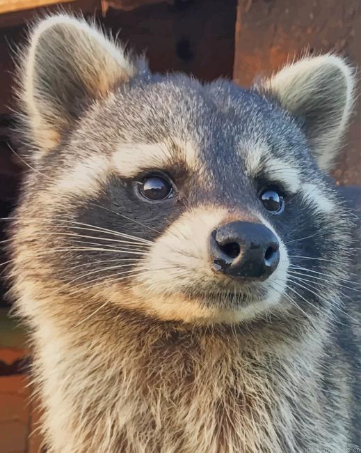 Raccoon Face Animals Painting By Numberss.png