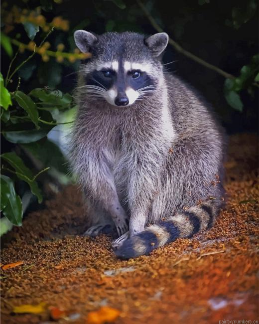 Raccoon Forest Animal Painting By Numberss.png