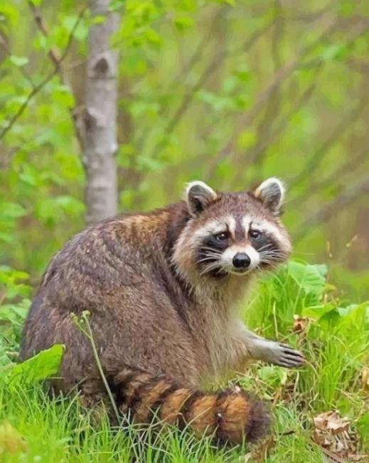 Raccoon In The Forest Animals Painting By Numberss.png