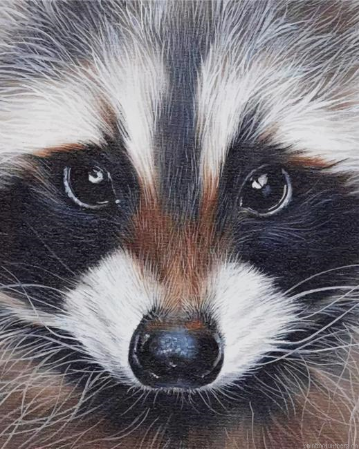 Raccoon Portrait Animals Painting By Numberss.png