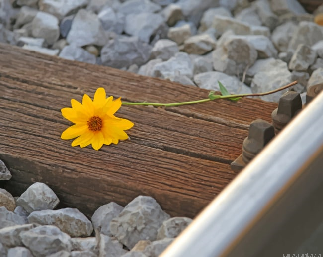 Rail Track Flower Blossoms Painting By Numberss.png