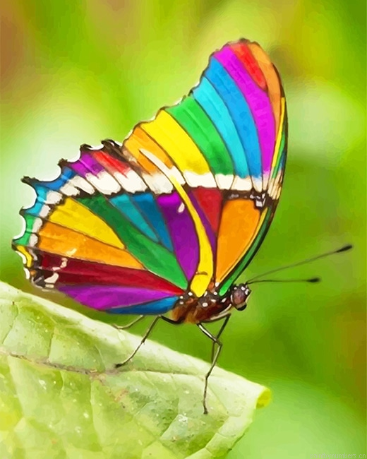 Rainbow Butterfly Insects Painting By Numberss.png