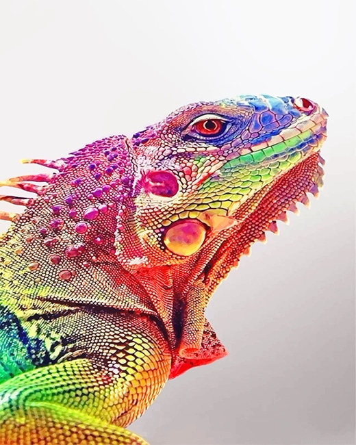 Rainbow Iguana Reptiles Painting By Numberss.png