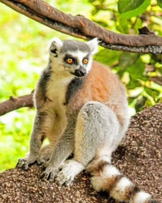 Raing Tailed Lemur Animal Painting By Numbers.png
