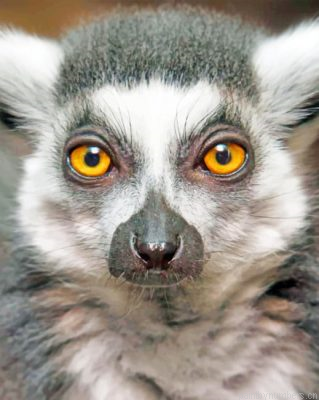 Raing Tailed Lemur Face Painting By Numbers.png