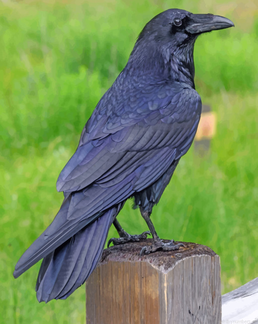Raven Bird Painting By Numberss.png