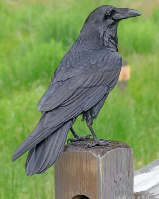 Ravens Bird Painting By Numbers.png