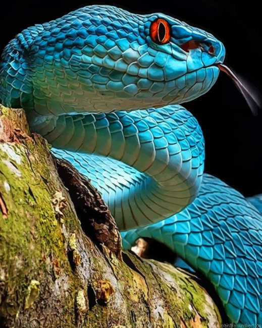 Real Blue Viper Snake Reptiles Painting By Numberss.png