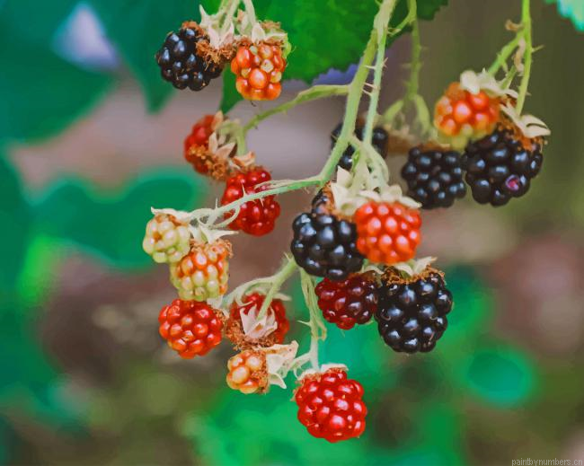 Red And Black Bramble Berries Fruits Painting By Numberss.png