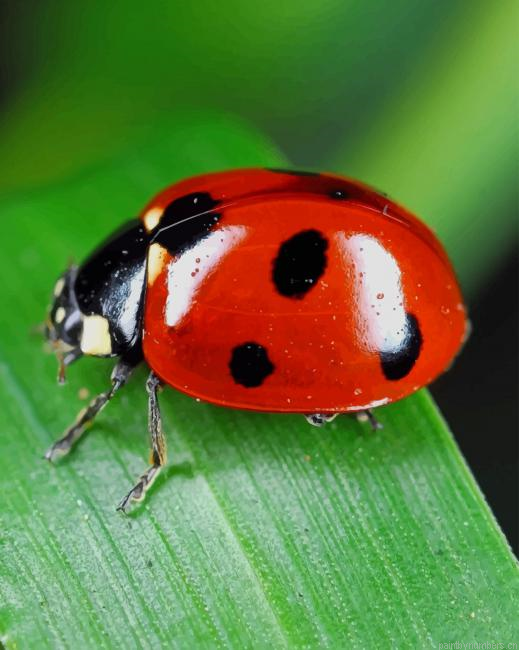 Red And Black Coccinelle Insects Painting By Numberss.png