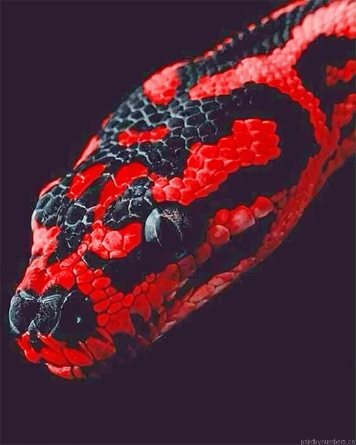 Red And Black Python Snakes Painting By Numbers.png