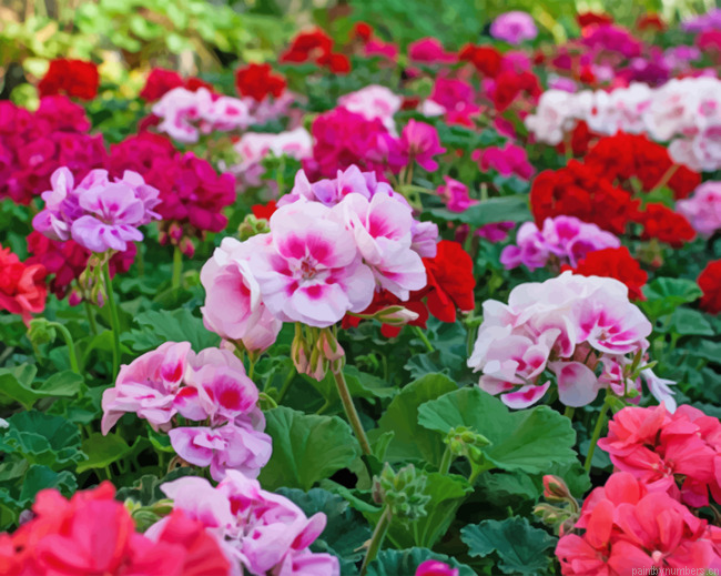 Red And Pink Geraniums Painting By Numbers.png