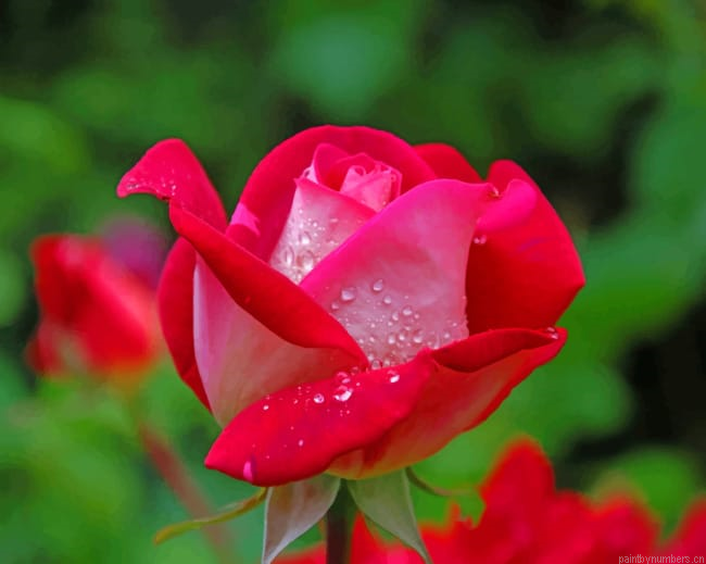 Red And Pink Rose Flowers Painting By Numberss.png