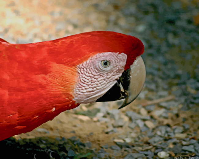 Red And White Parrot Birds Painting By Numberss.png