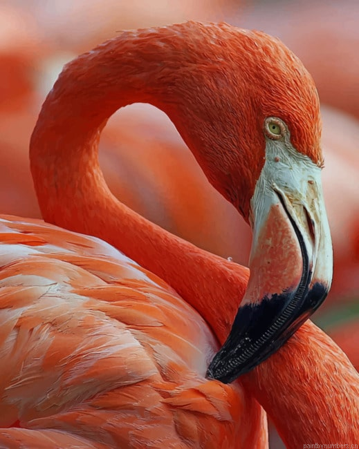 Red And White Swan Flamingo Birds Painting By Numberss.png