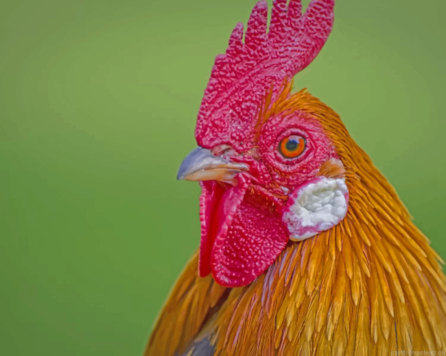 Red And Yellow Rooster Birds Painting By Numberss.png