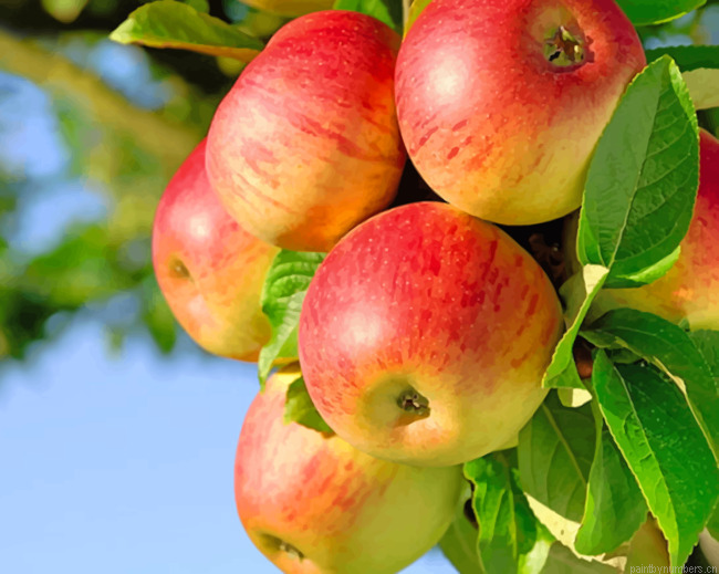 Red Apple Fruits On The Branch Painting By Numberss.png