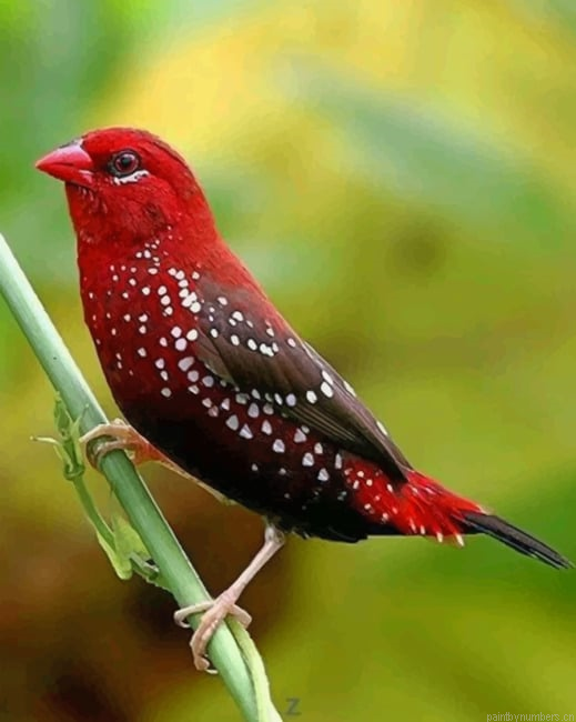 Red Avadavat Birds Painting By Numberss.png