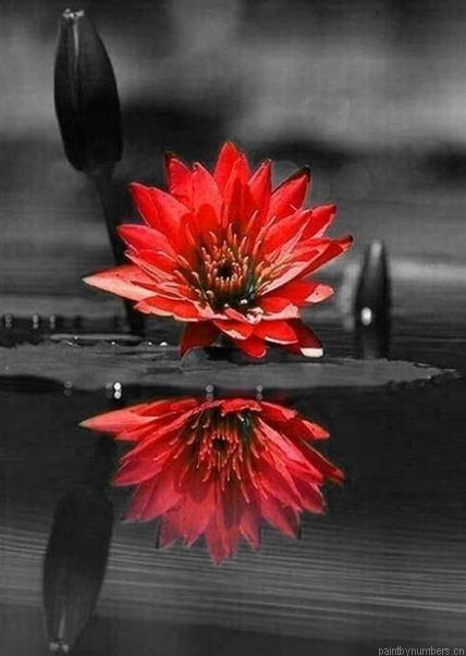 Red Black Flower On Water Painting By Numberss.png