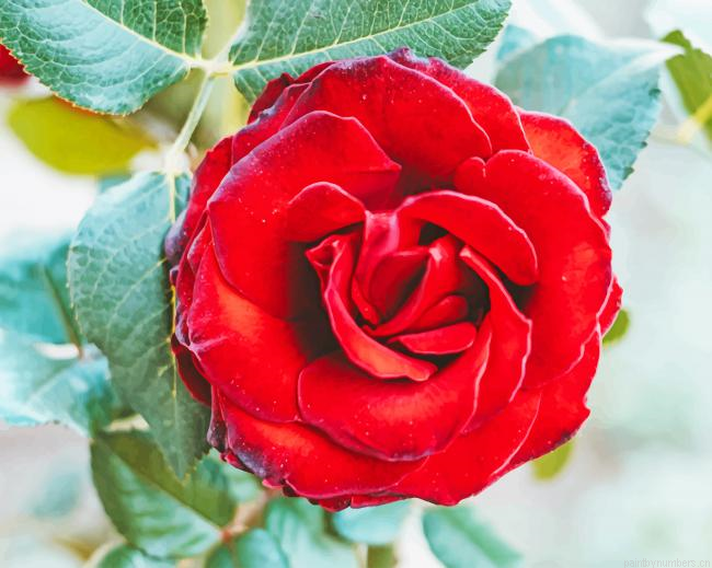 Red Blossom In Garden Flowers Painting By Numberss.png