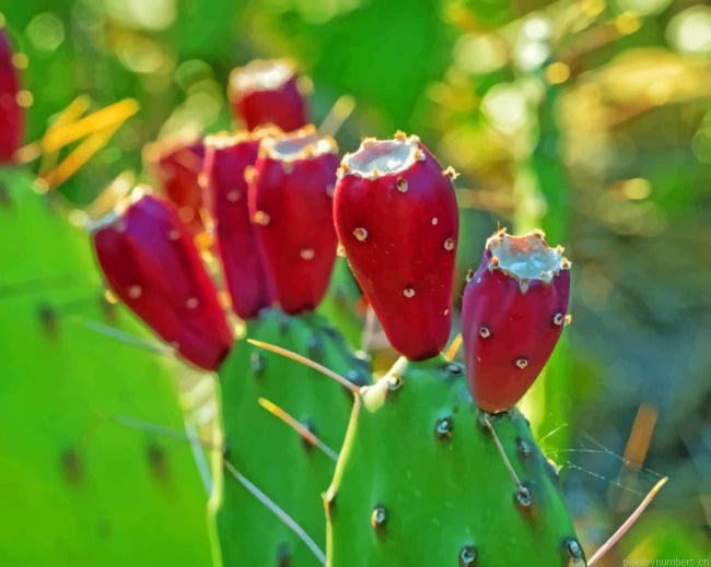 Red Cactus Fruit Plants Painting By Numberss.png