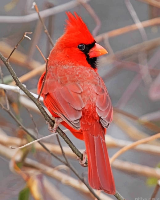 Red Cardinal Bird Painting By Numberss.png