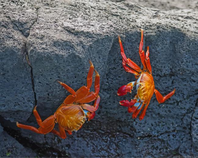 Red Crabs On Rocks Insects Painting By Numberss.png