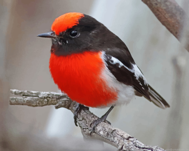 Red Crapped Robin Painting By Numberss.png