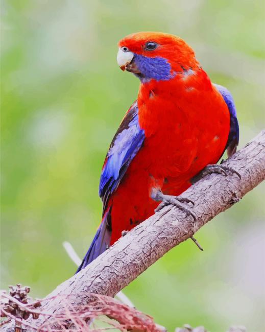 Red Crimson Rosella Birds Painting By Numberss.png