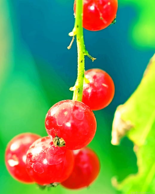 Red Currant Branch Fruits Painting By Numberss.png