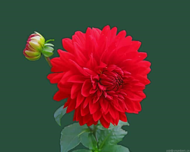 Red Dahlia Flower Roses Painting By Numberss.png