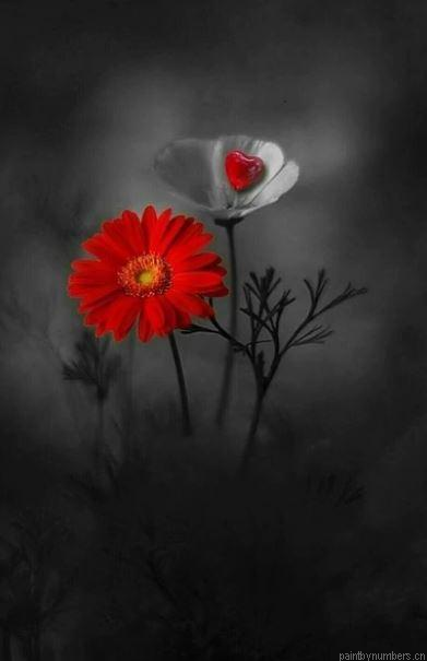 Red Daisy And White Anemone Flowers Painting By Numbers.png