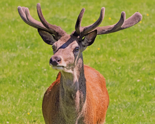 Red Deer Stag During Daytime Animals Painting By Numberss.png