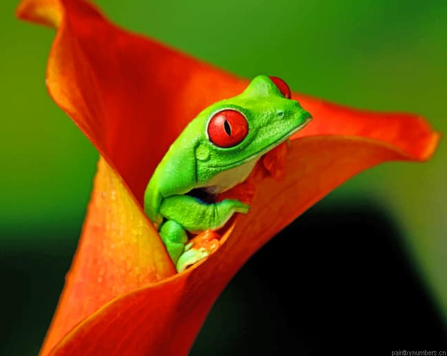 Red Eyed Green Frog Amphibians Painting By Numberss.png