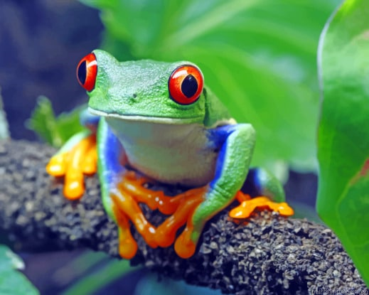 Red Eyed Tree Frog Animals Painting By Numberss.png